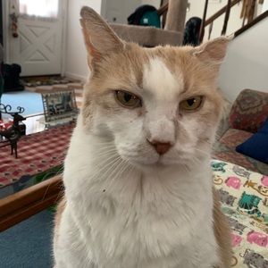 Meet your Posher, Steve